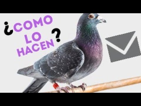 ¿Como saben las palomas mensajeras donde tienen que ir?